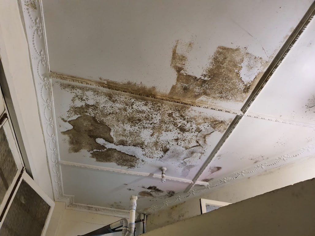 Moss and mould growth on an exterior concrete wall
