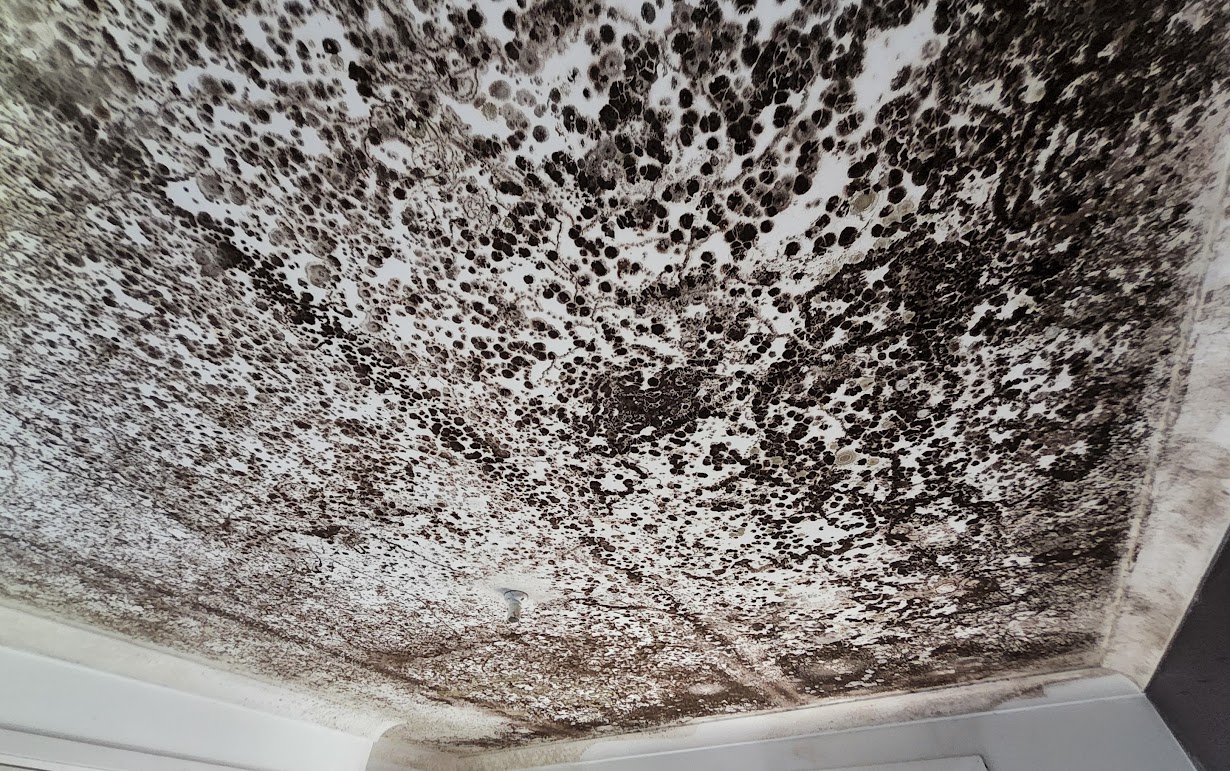 Mould patches spreading along a ceiling near cornices